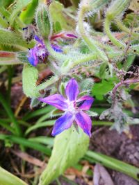 Close-up of purple flowering plant on field