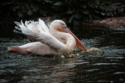 Close-up of pelican in lake