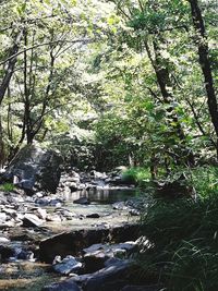 Stream flowing through rocks in forest