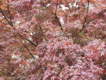 Close-up of pink cherry blossom tree