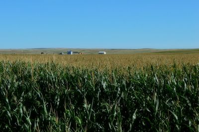 Crops growing on field against clear sky