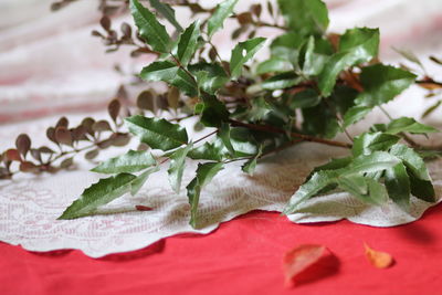 Close-up of green leaves on table