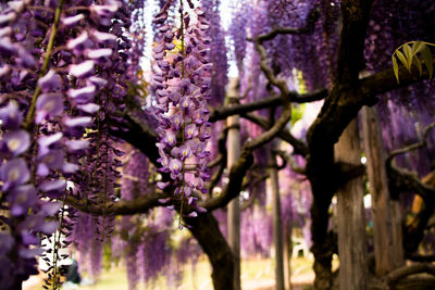 Close-up of purple flowering plants