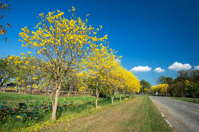 Trees on field against clear blue sky