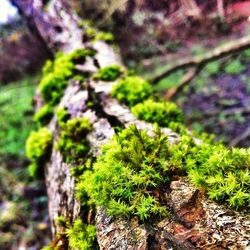 Close-up of fresh green plants