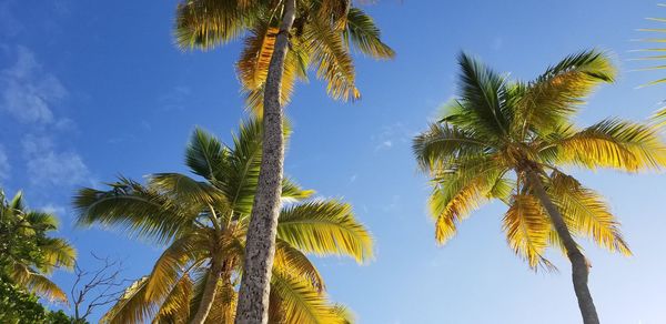 Low angle view of palm trees against clear sky