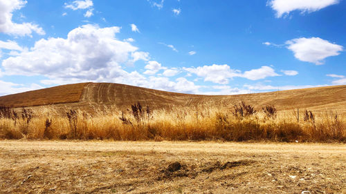 Scenic view of field against sky