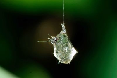 Close-up of insect