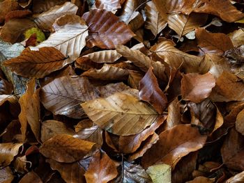 Full frame shot of dry leaves