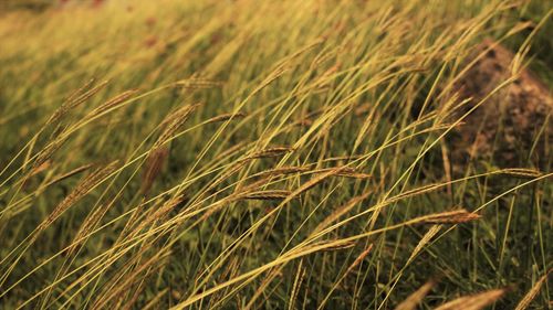 Close-up of stalks in field