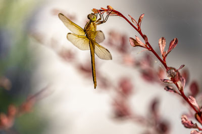 Close-up of butterfly pollinating on flower