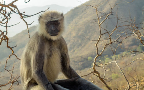 Indian gray langur