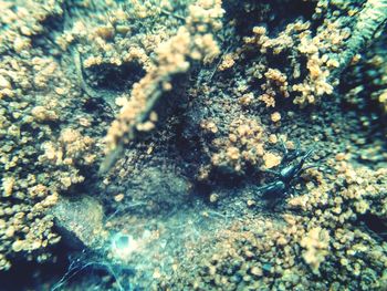 High angle view of jellyfish in sea