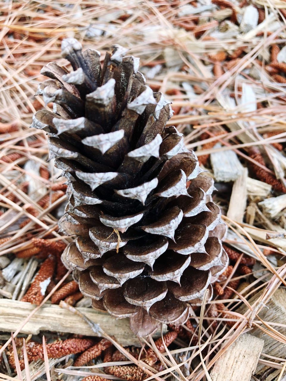 CLOSE-UP OF MUSHROOM GROWING IN FIELD