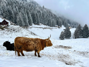 Horse standing on snow covered field