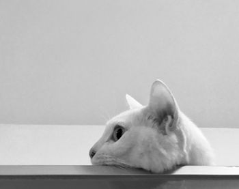 Close-up of cat sitting on floor