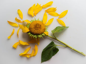 Close-up of sunflower against white background