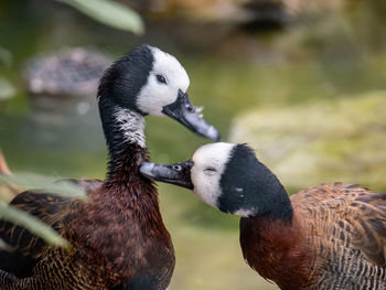 Close-up of bird
