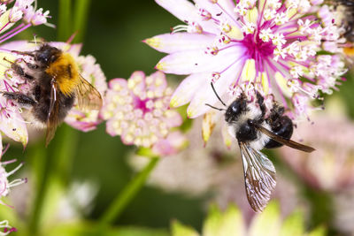 Close-up of bees pollination on astrantia flowers