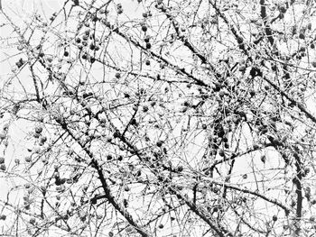 Low angle view of cherry tree during winter
