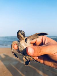 Close-up of hand holding turtle