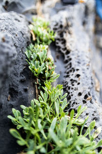 High angle view of plant growing on rock