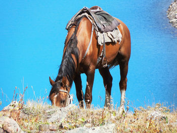 Grazing horse in front of a azure mountain lake . grasendes pferd vor einem azurblauen bergsee 