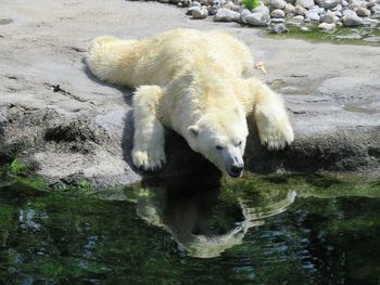 High angle view of polar bear in lake