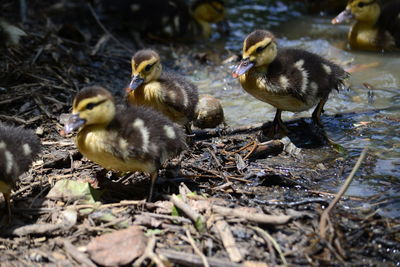 Ducks in a farm