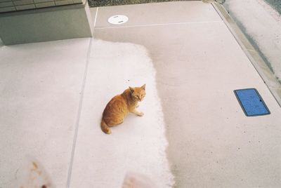 High angle view of cat sitting outdoors