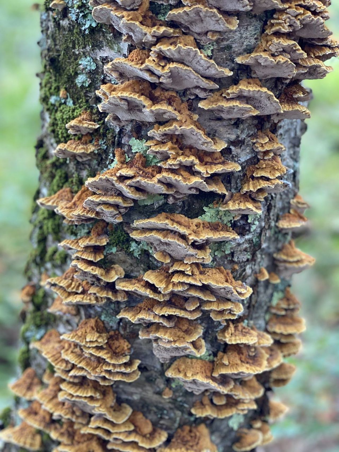 🔆Stayce Brumley🌻