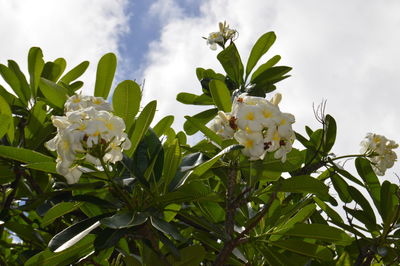 Close-up of flowers blooming on tree against sky