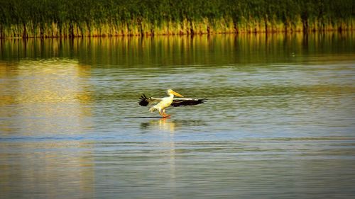 Ducks swimming in lake