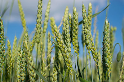 Close-up of crops growing on field against sky