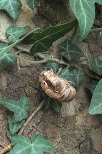 Close-up of snail on plant