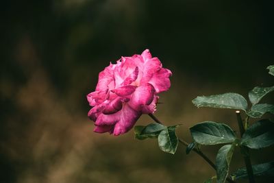 Close-up of pink rose