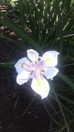 Close-up of purple crocus blooming outdoors