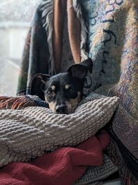 animal themes