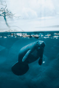 Animal swimming in sea