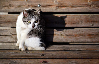 Portrait of kitten sitting on wood