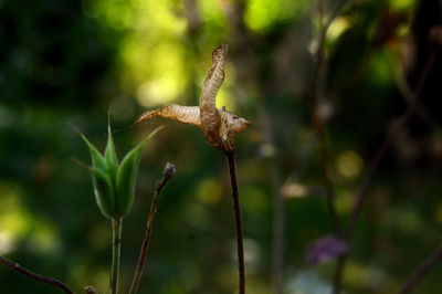 Close-up of white flowering plant