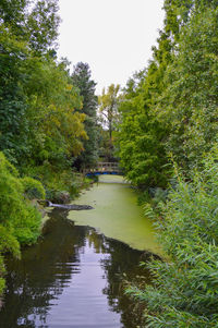 River amidst trees in forest against clear sky