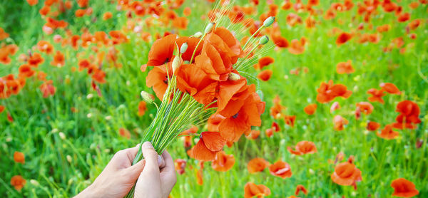 Cropped hand of woman holding flowers