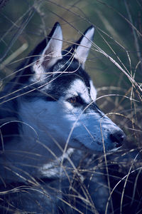 Close-up of dog standing on field