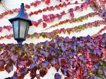 Low angle view of flowering plant on building