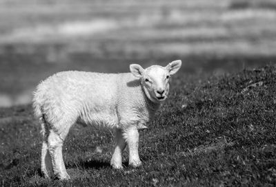 Portrait of an animal