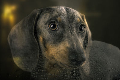 Close-up portrait of dog seen through window