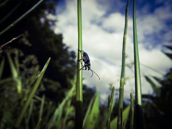 Close-up of insect on grass