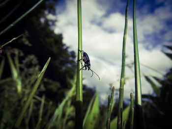 Close-up of insect on grass