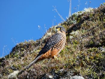 Bird perching on a rock